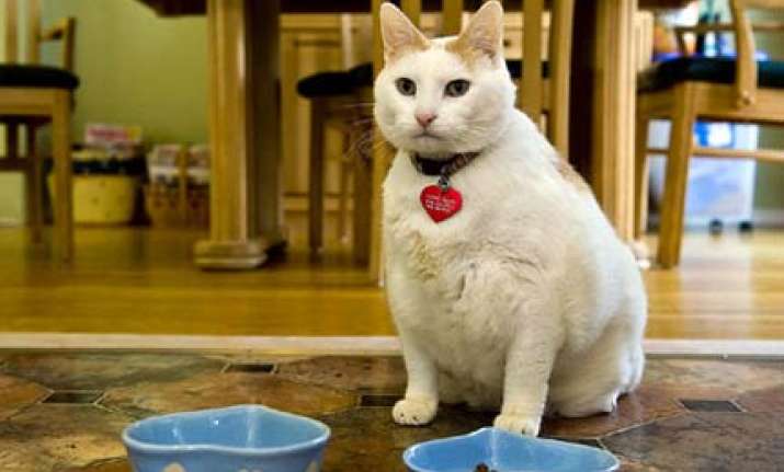 fat cat weighing 20 kg dies in us