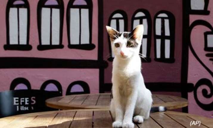 cat culture thrives in istanbul