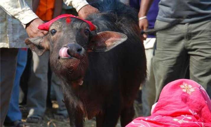 nepal s 300 year old gadhimai festival bans animal sacrifice
