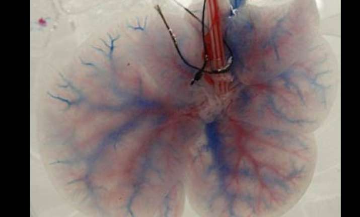 scientists grow liver in a lab from stem cells
