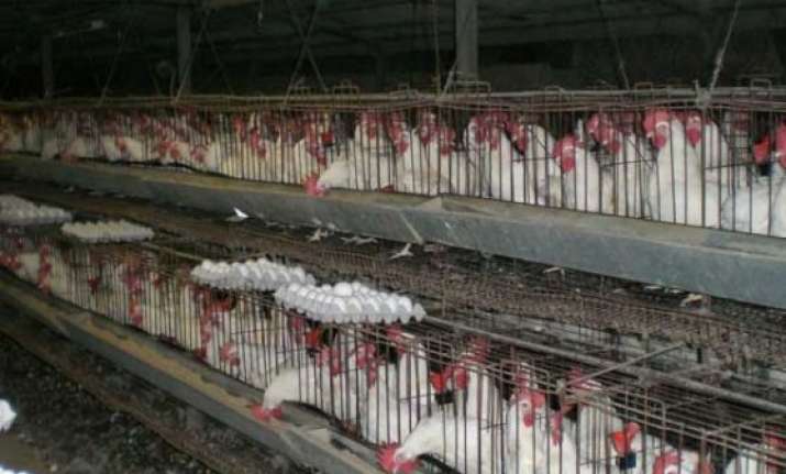 us senator lauds wto ruling against india on poultry