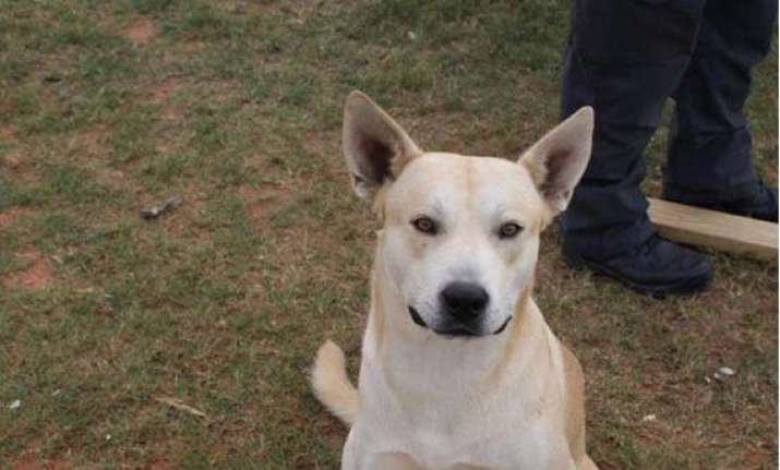 man s own dog helps police bust him on drug charge
