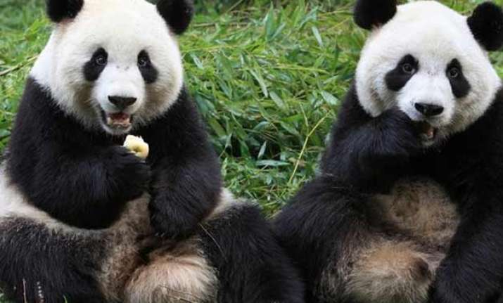 china s panda population up by 268