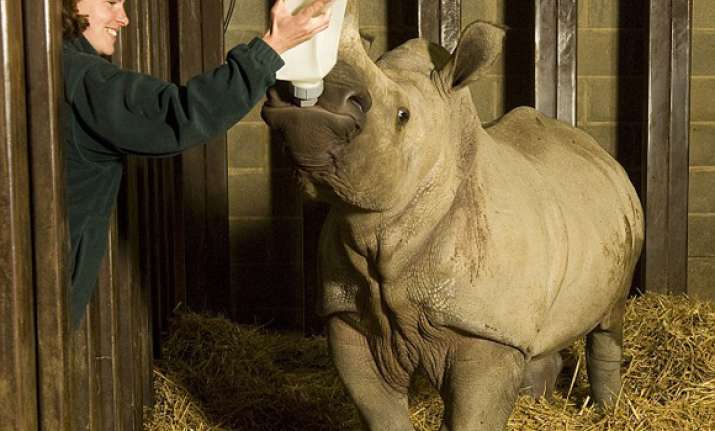 german baby rhino drinks 9.5 litres milk a day