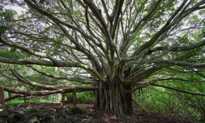 know about 10 trees associated with mythology