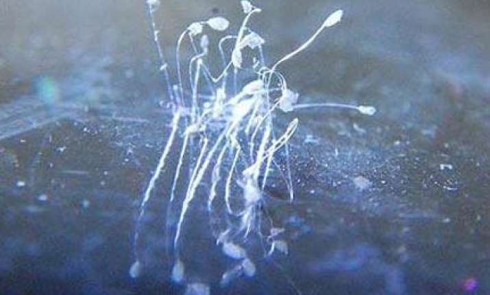 rare buddhist flower found under nun s washing machine