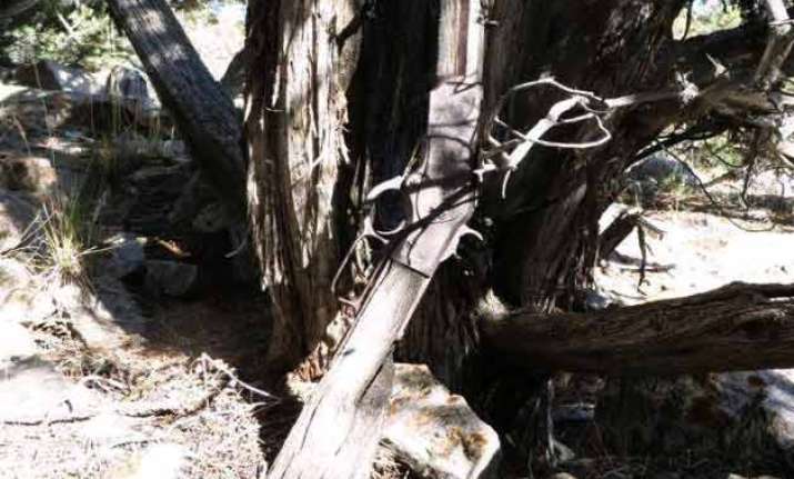 gun from 1800s found leaning against tree in us