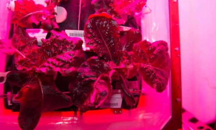 space salad astronauts grow vegetables in space