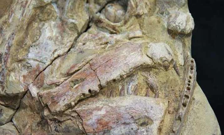 100 million year old fossils found in australia