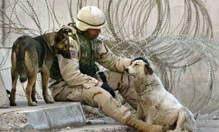 sick iraqi terror plot to blast us plane with exploding dogs