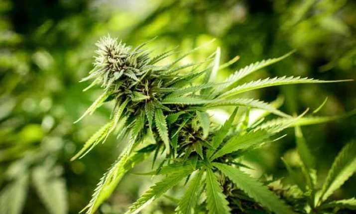 usa oregon takes first steps into era of legal retail