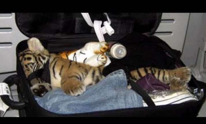 bangkok airport officials find drugged tiger cub in