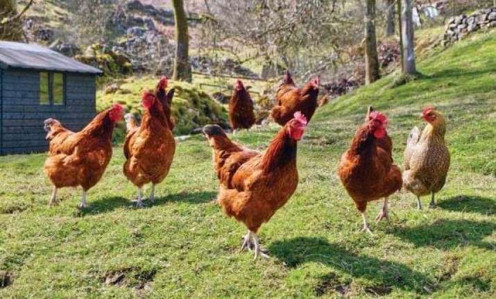 Spread Of Domesticated Chickens