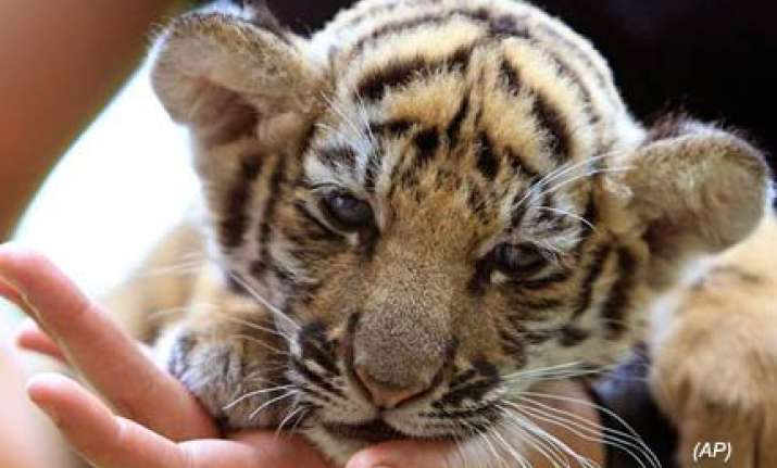 baby tiger found stuffed in bag at bangkok airport