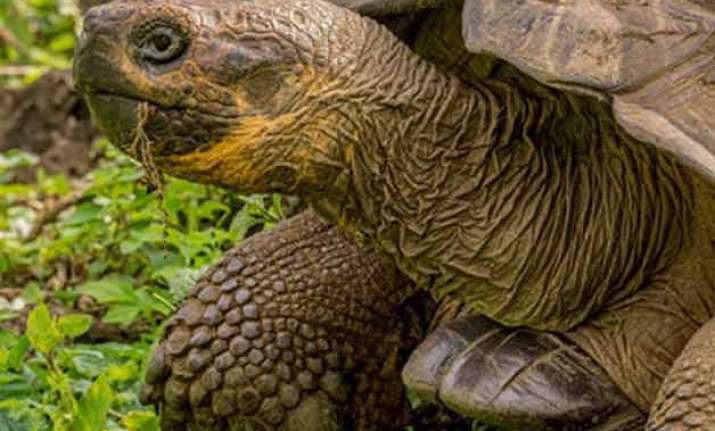 scientists cheered by birth of galapagos tortoises in wild