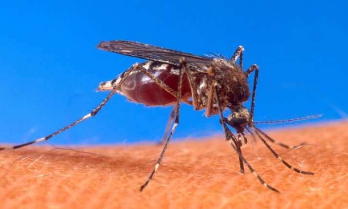 brazil issues dengue alert