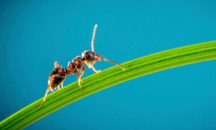 how ants can help develop better drugs for cancer