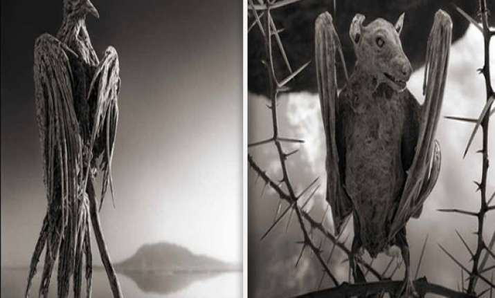 does lake natron turns animals to stone