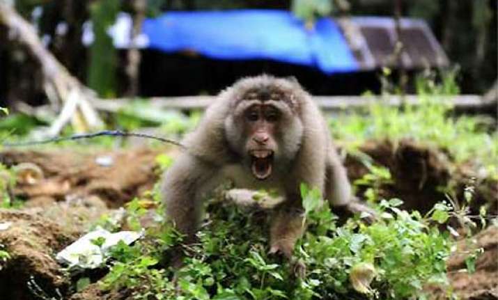 pakistan arrests indian monkey for crossing border