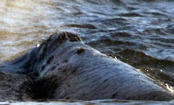 rare whale swims up west coast toward russian home