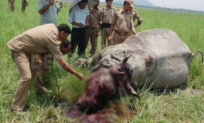 rhinos may be extinct by 2020 experts