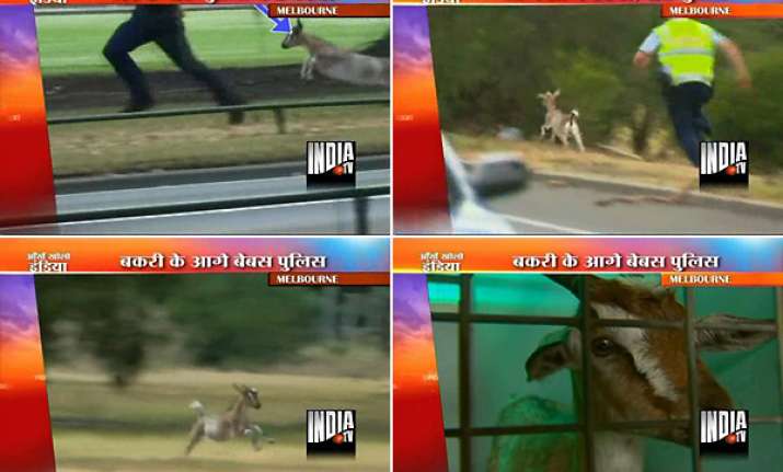 runaway goat leaves melbourne police on a wild goose chase