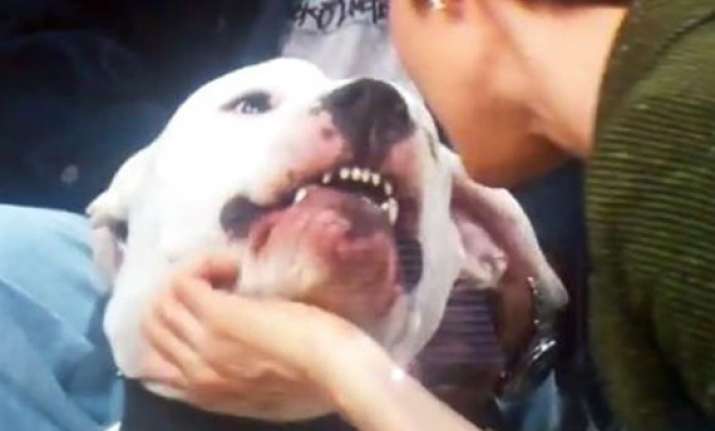 tv host bitten in face by dog live on air