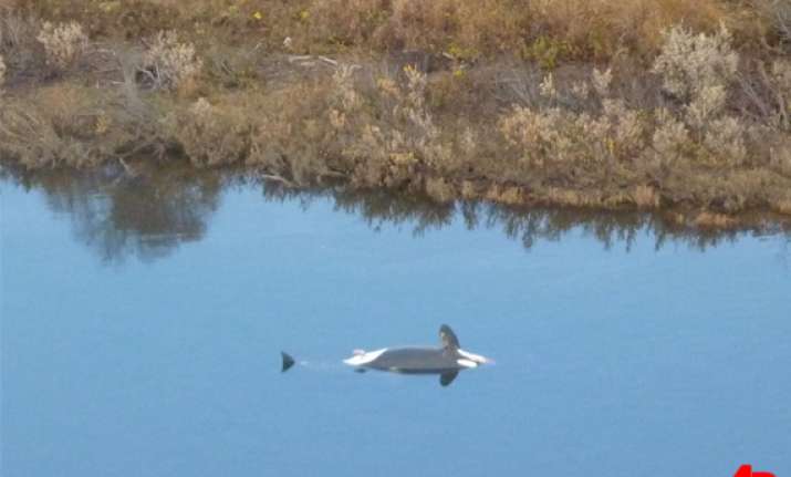 third killer whale found dead in us river