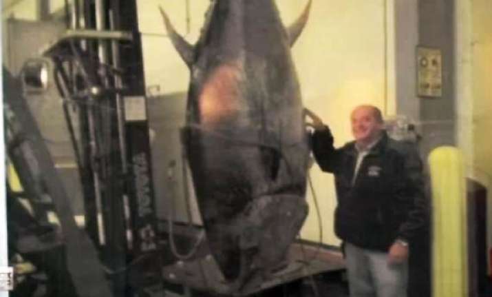 us man catches 400 kg tuna feds seize
