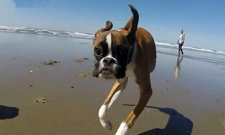viral two legged dog chasing a stick on his first trip to