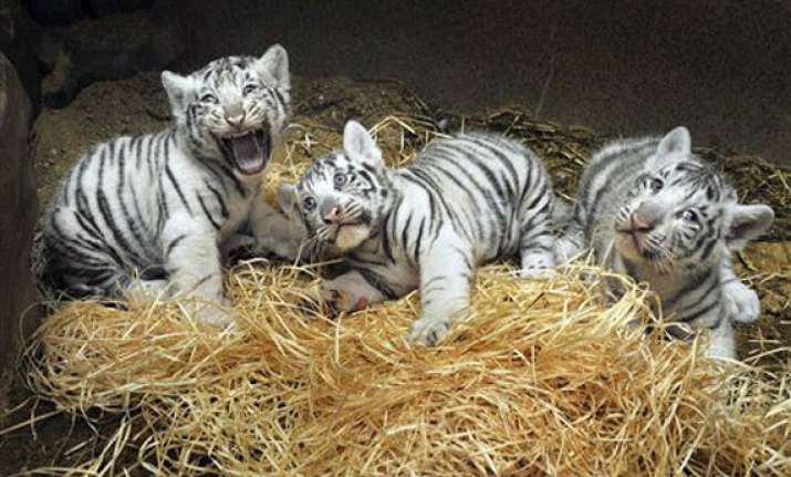 white tiger escapes from enclosure in czech zoo