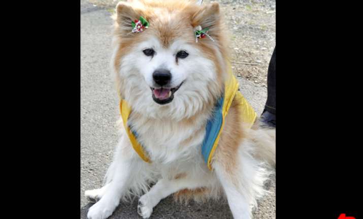 world s oldest dog dies in japan at age 26