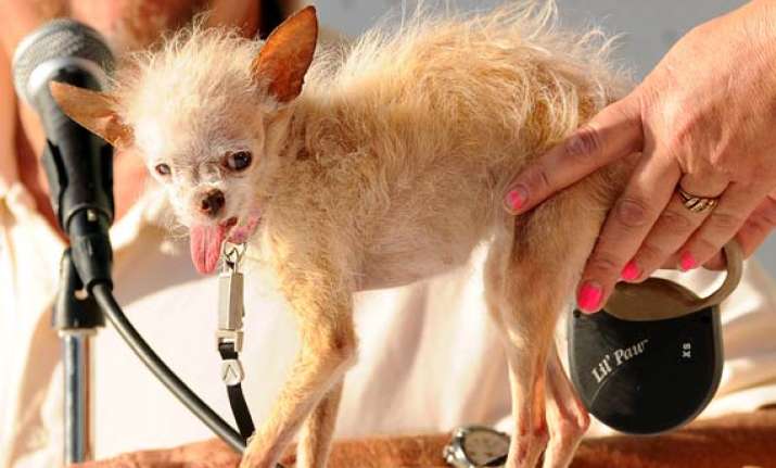 yoda gets the dubious honour of world s ugliest dog