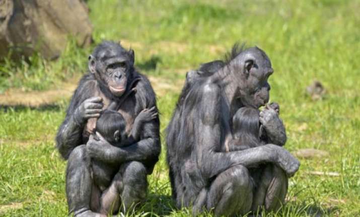 young apes regulate emotions like humans