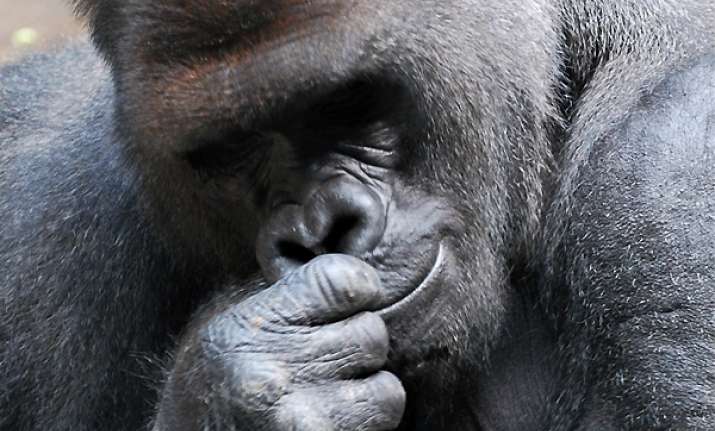 zoo gorilla escapes bites keeper tranquilized