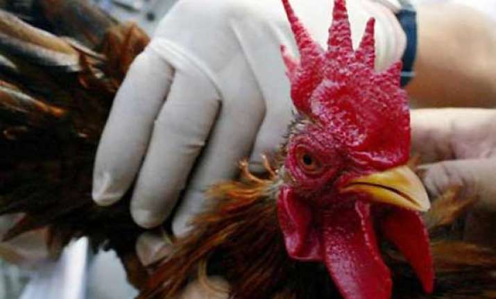 6 000 chickens culled in bihar after bird flu outbreak