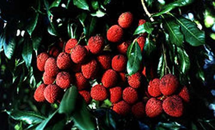 bihar s mangoes litchis for president pm