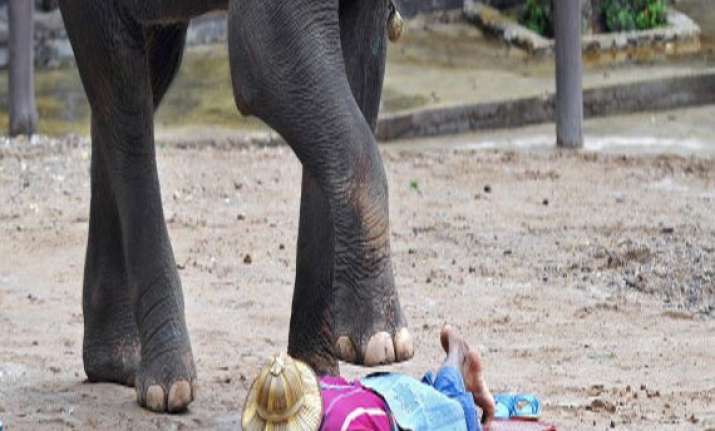 elephant tramples tourist to death