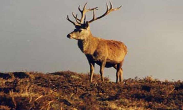 204 brow antlered deer found in manipur