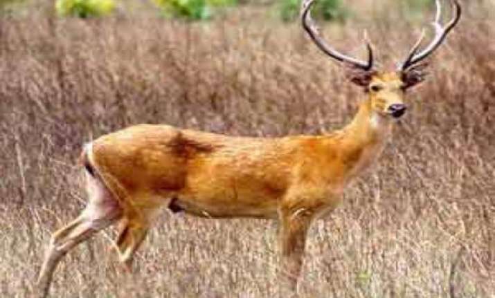 Census of Eastern Swamp Deer starts in Assam s Kaziranga India News 