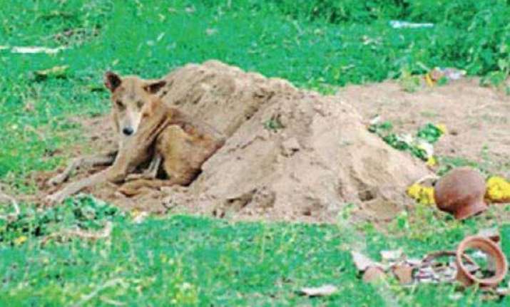 chennai dog waits for master s return at grave