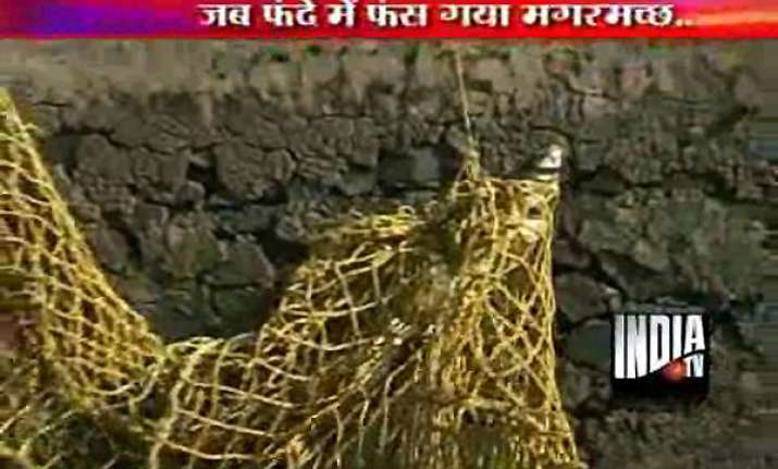 crocodile caught from khadakwasla dam
