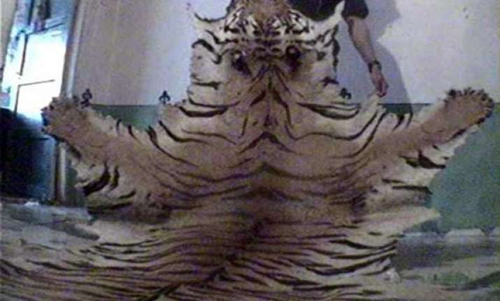 Delhi Among Top Indian Hotspots For Illegal Tiger Trade India News