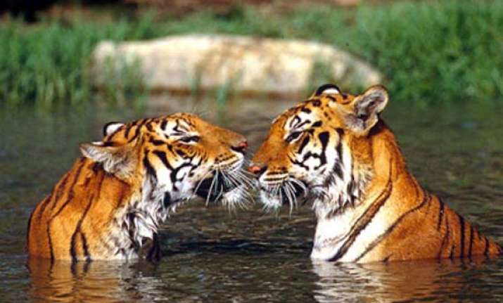 does goa have tigers forest minister saldanha thinks so