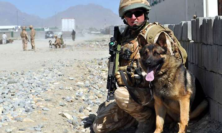 dog breed that sniffed out osama to help indian forces