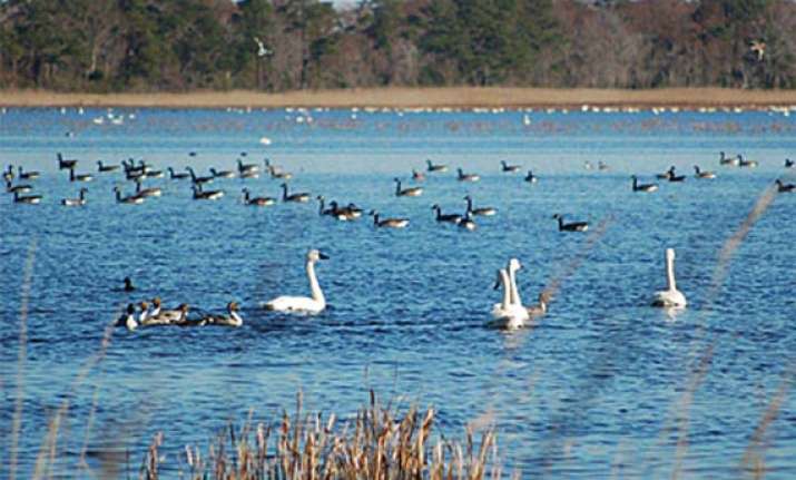 few birds in chilika