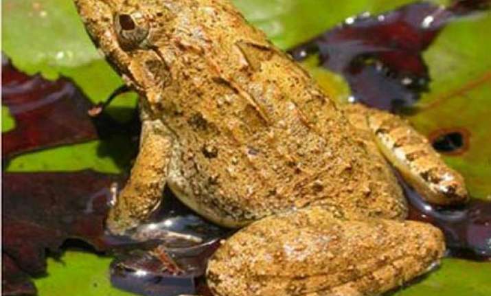 forest officials raid house as man in goa eats indian