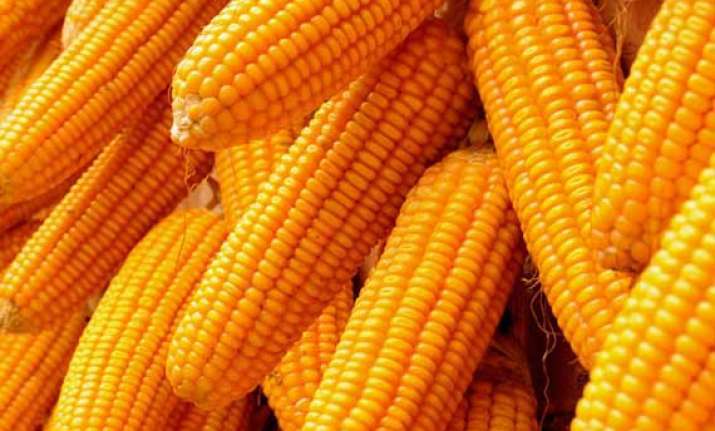 four myths about corn you should stop believing