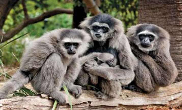 gibbon family translocated to arunachal pradesh