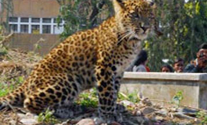 girl mauled to death by leopard in dehradun